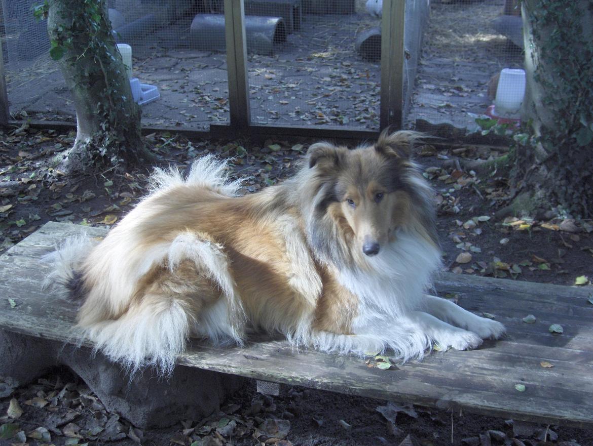 Collie langhåret maggie billede 6