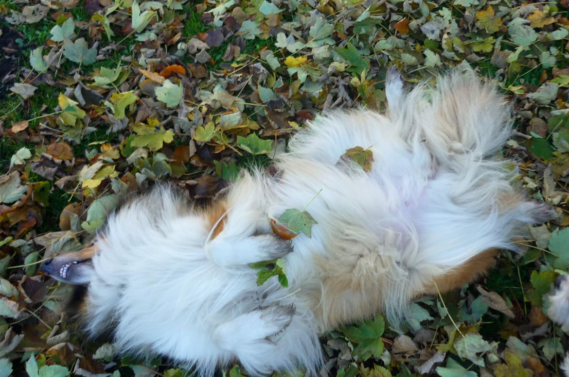 Collie langhåret maggie billede 7