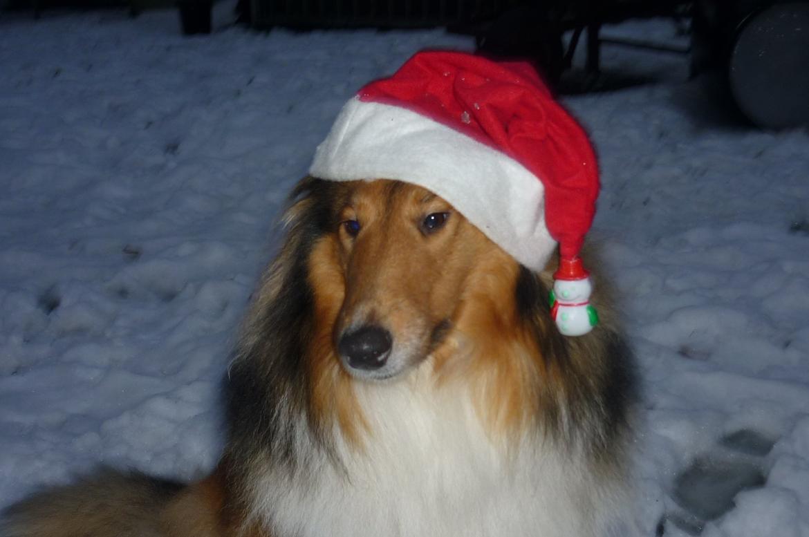 Collie langhåret maggie billede 8