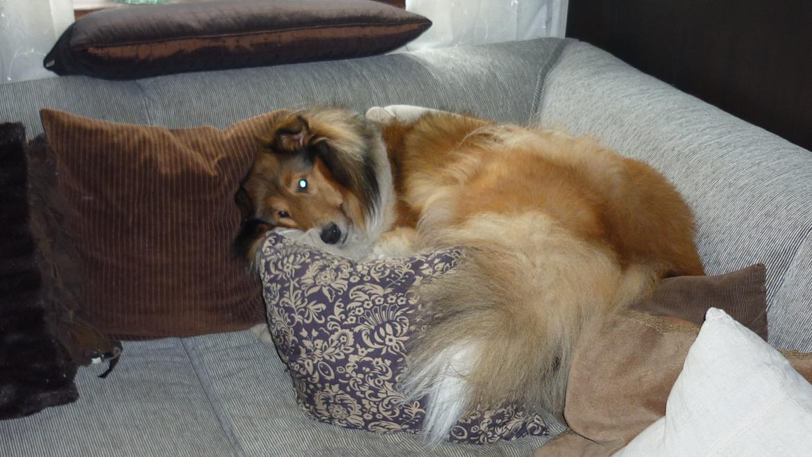 Collie langhåret maggie billede 10