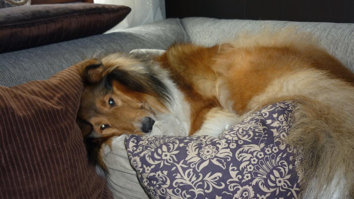 Collie langhåret maggie billede 11