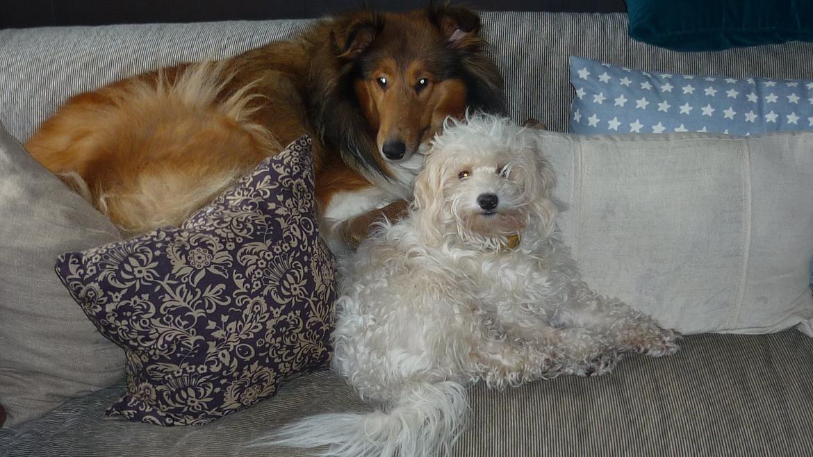 Collie langhåret maggie billede 12