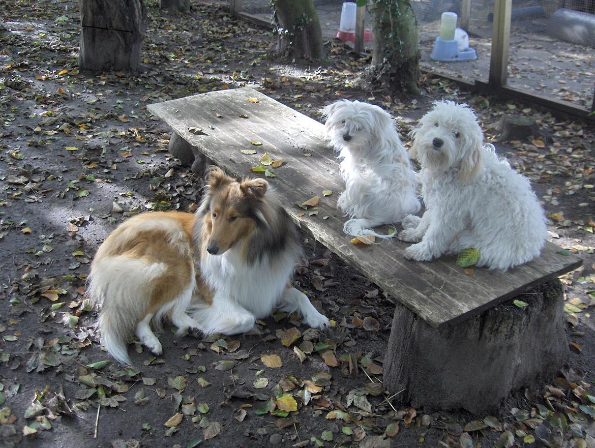Collie langhåret maggie billede 4