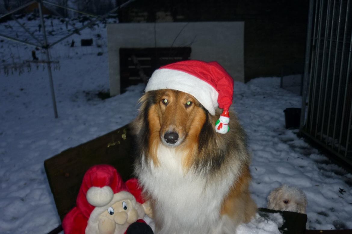 Collie langhåret maggie billede 9