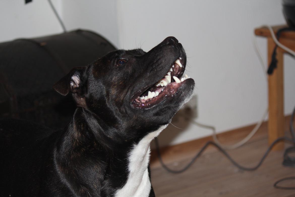 Staffordshire bull terrier Kenzo billede 5