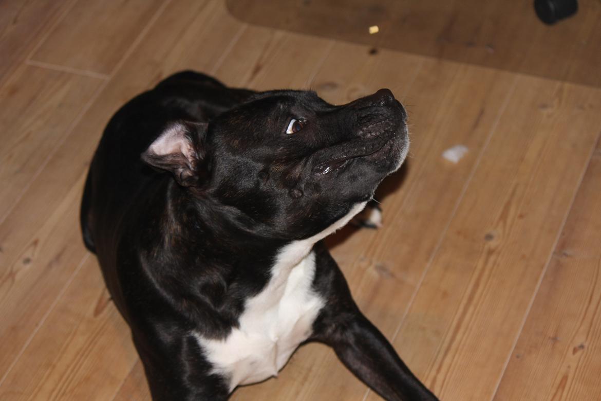 Staffordshire bull terrier Kenzo billede 6