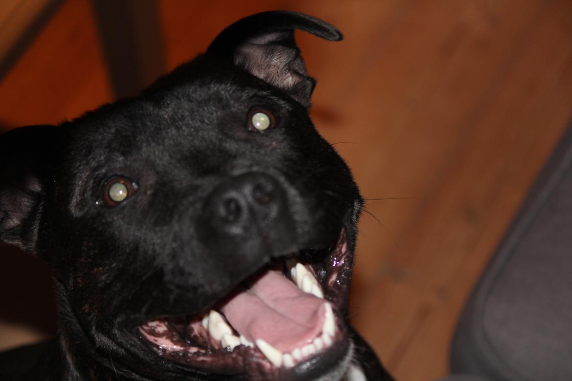 Staffordshire bull terrier Kenzo billede 7