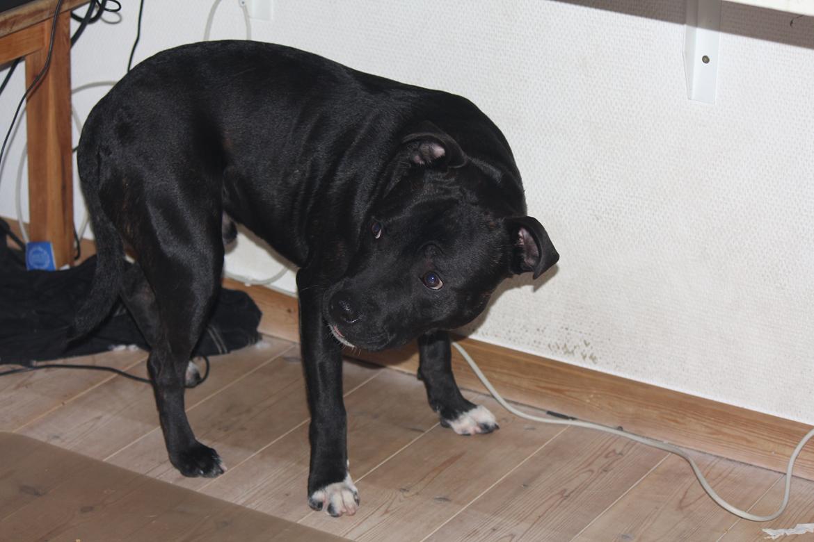 Staffordshire bull terrier Kenzo billede 8