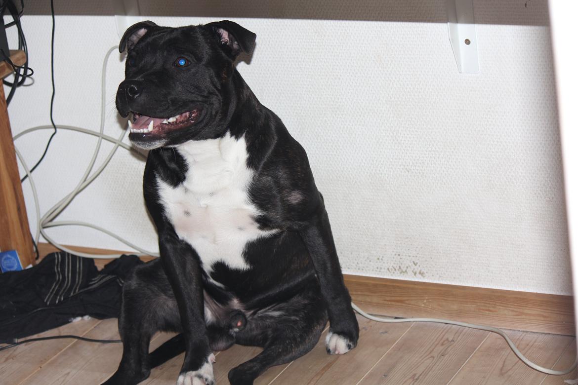 Staffordshire bull terrier Kenzo billede 9