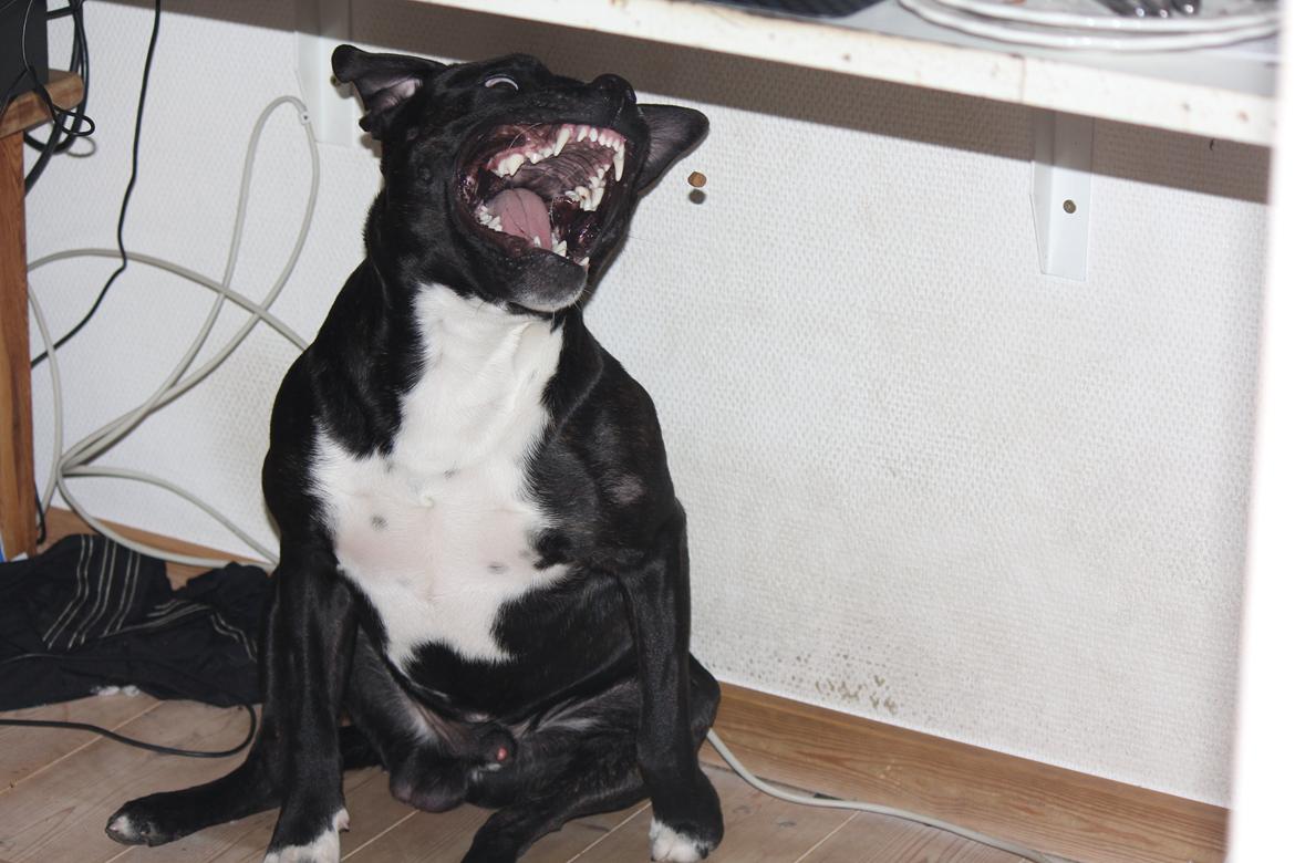 Staffordshire bull terrier Kenzo billede 2