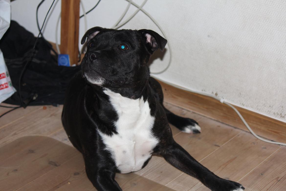 Staffordshire bull terrier Kenzo billede 10