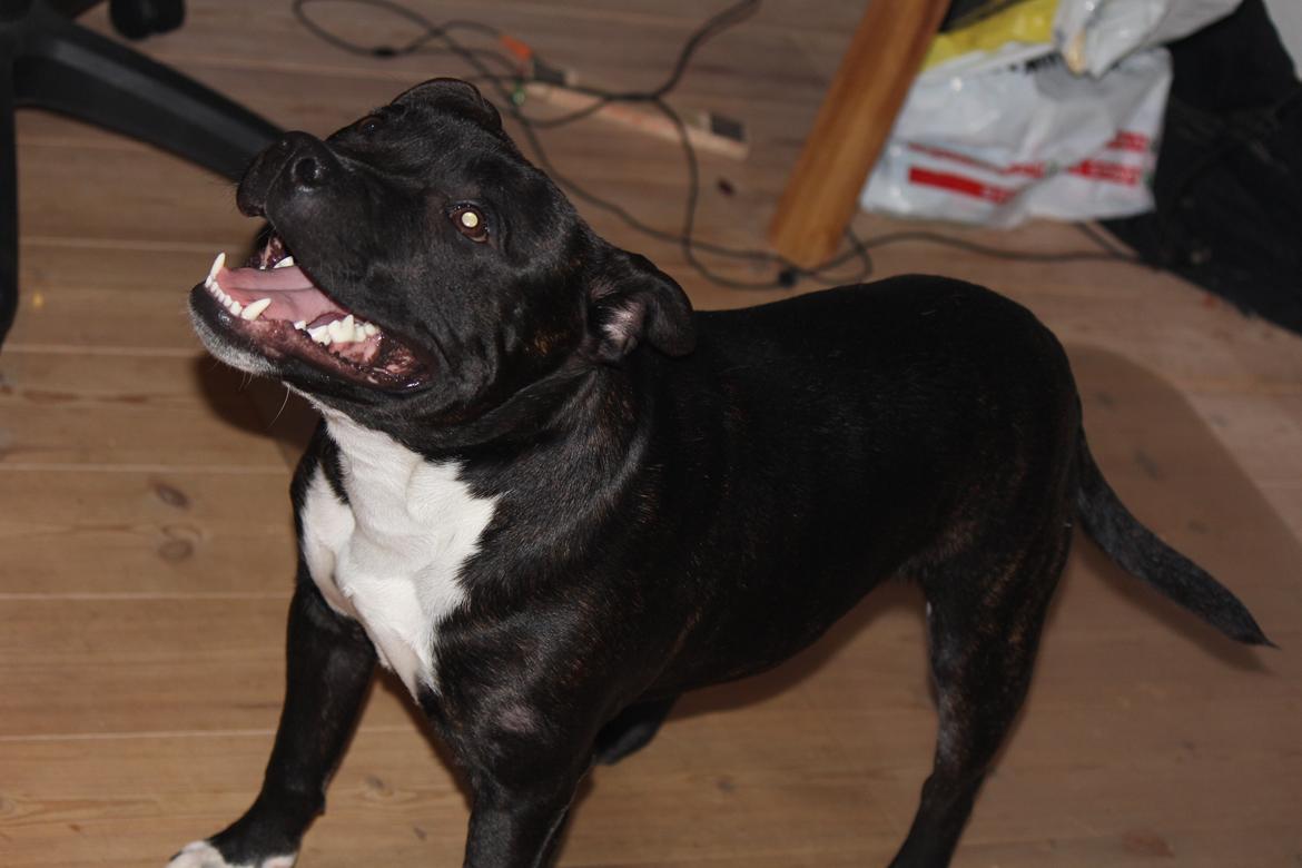 Staffordshire bull terrier Kenzo billede 11