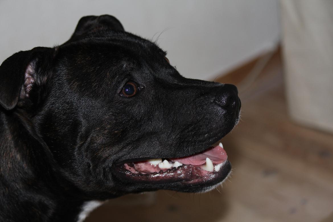 Staffordshire bull terrier Kenzo billede 12