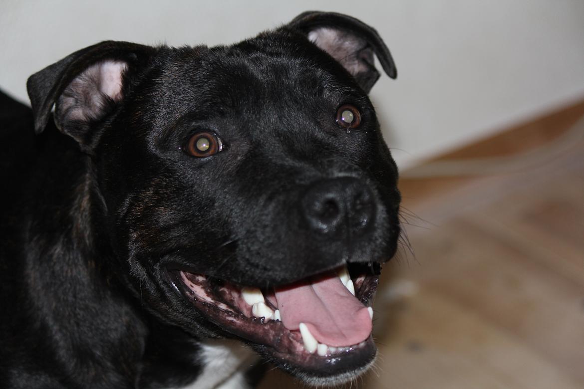 Staffordshire bull terrier Kenzo billede 13