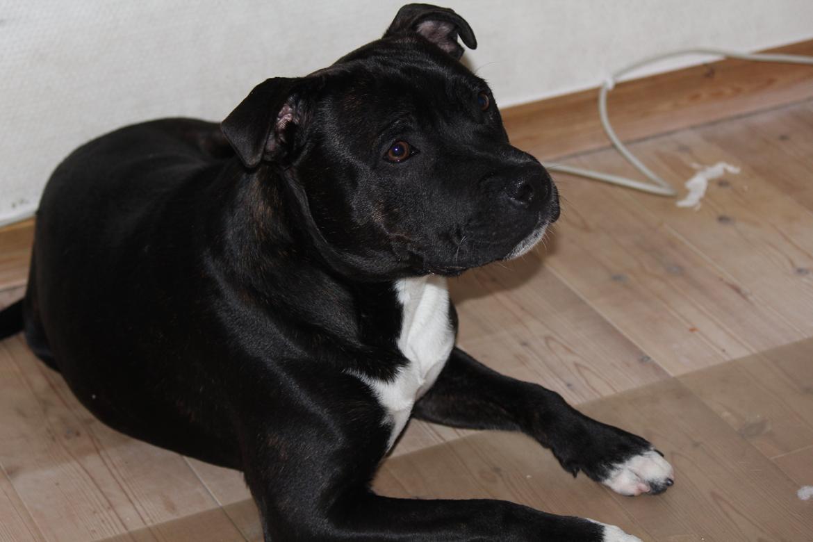 Staffordshire bull terrier Kenzo billede 14