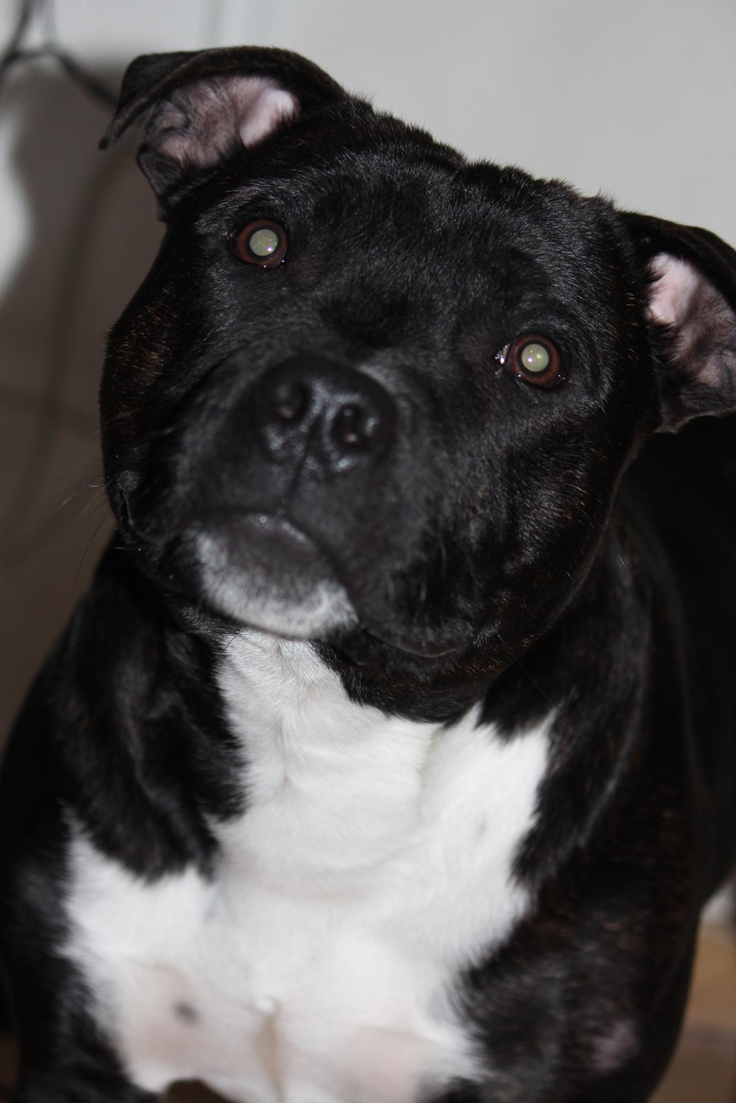 Staffordshire bull terrier Kenzo billede 3