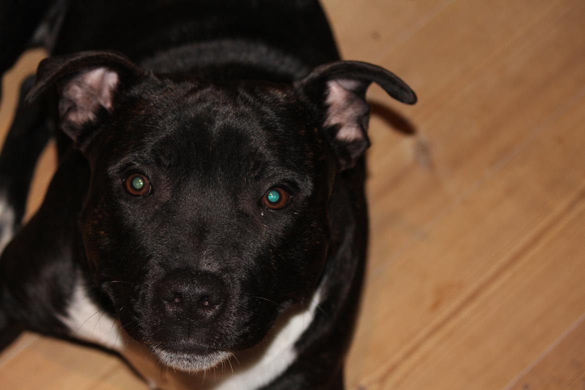 Staffordshire bull terrier Kenzo billede 1