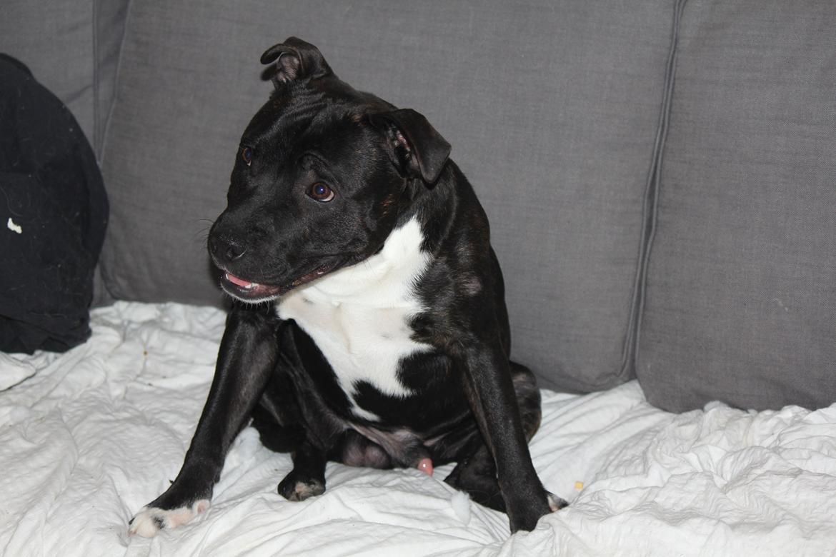 Staffordshire bull terrier Kenzo billede 15