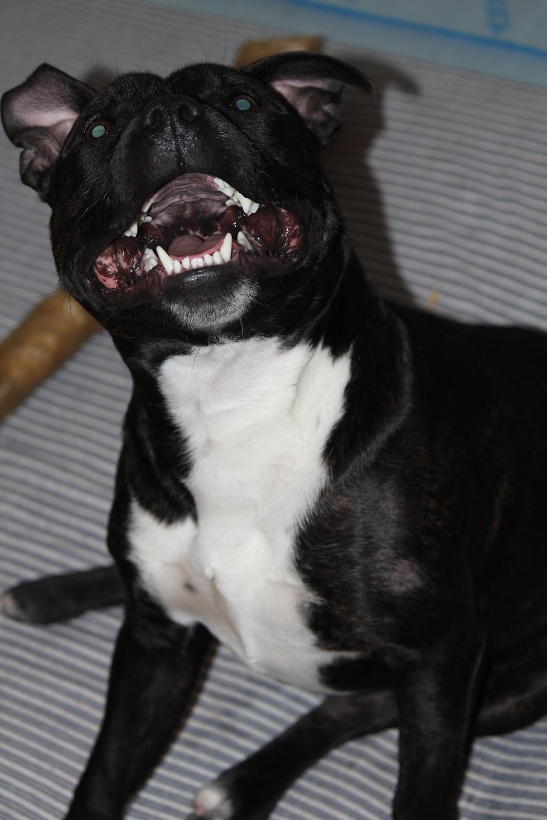 Staffordshire bull terrier Kenzo billede 4