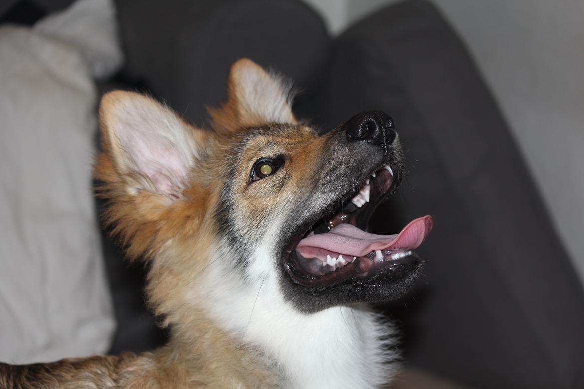 Tjekkoslovakisk ulvehund Roko billede 34