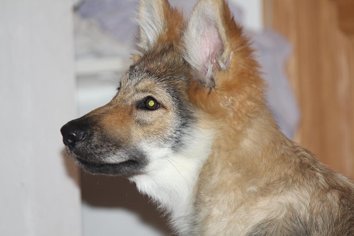 Tjekkoslovakisk ulvehund Roko billede 35