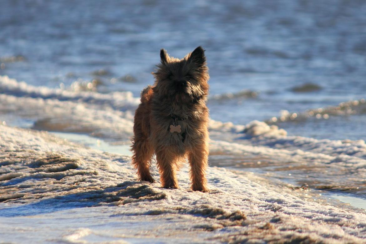 Cairn terrier Jensen aka Gulvmoppen - "Jeg elsker at rende løs på stranden når vi har den for os selv" billede 12