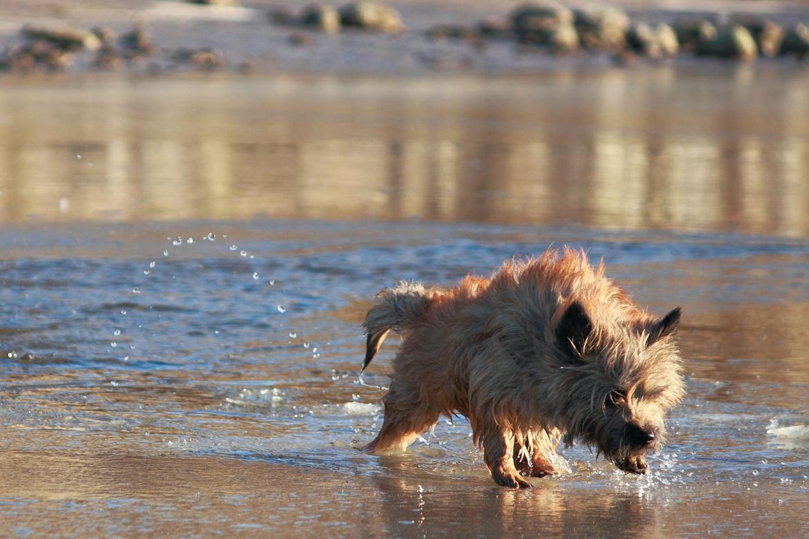 Cairn terrier Jensen aka Gulvmoppen - "Koldt Koldt KOLDT!" billede 7