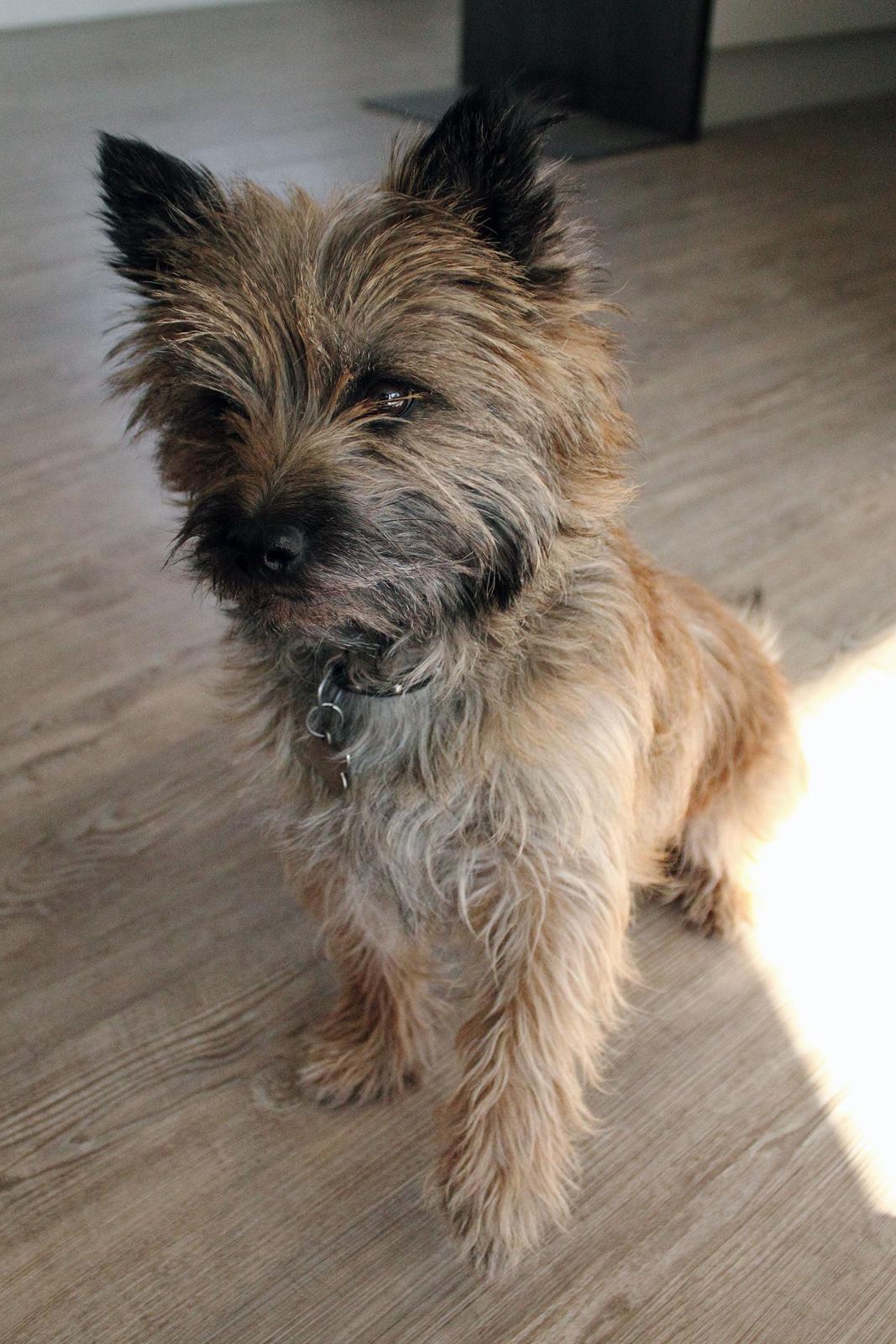 Cairn terrier Jensen aka Gulvmoppen - "Jeg er rigtig god til at give highfive" billede 6