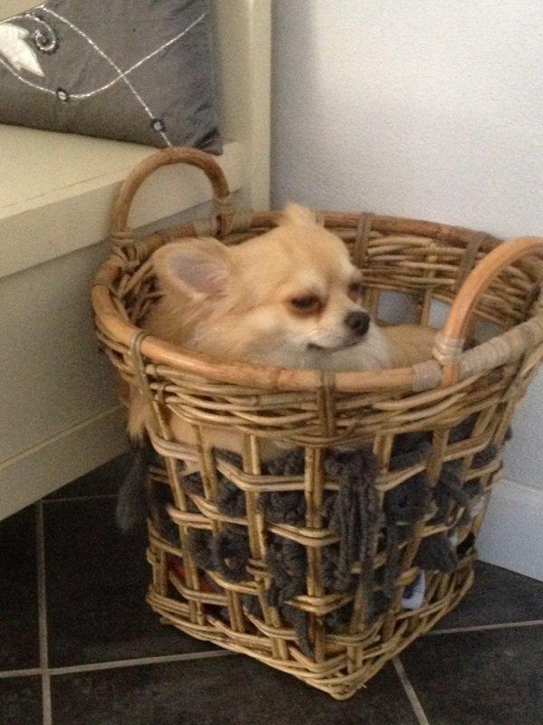 Chihuahua "Big" Mac billede 9