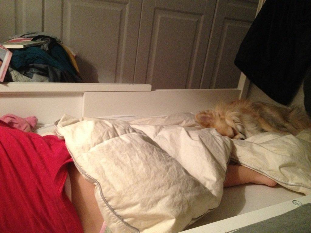 Chihuahua "Big" Mac billede 10