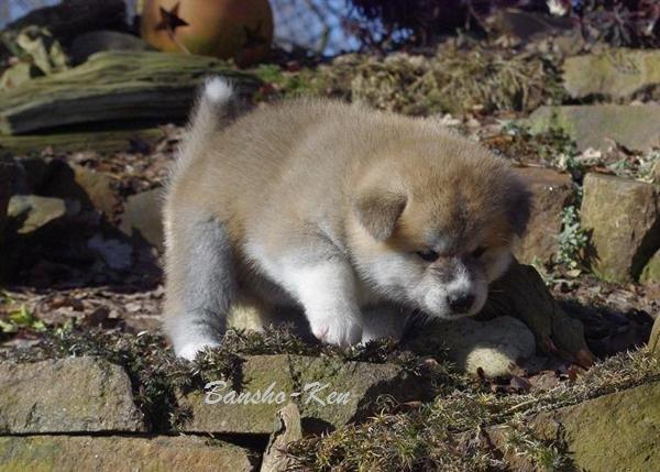 Akita inu miko - miko 5 uger billede 5