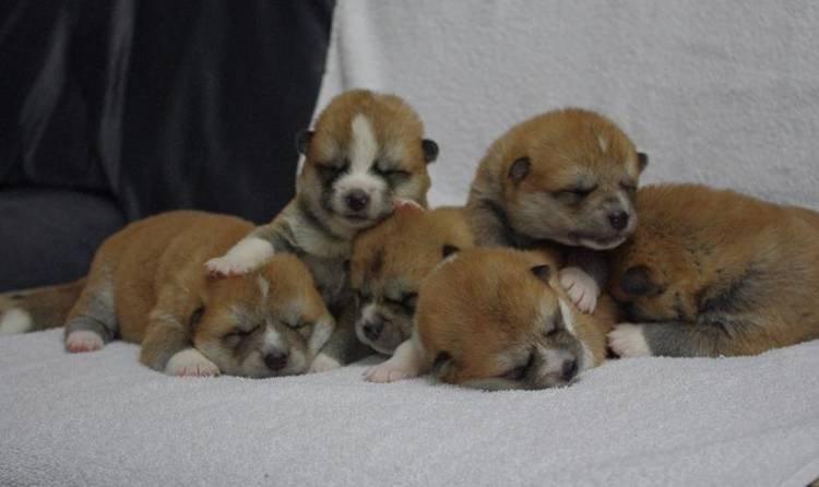 Akita inu miko - 14 dage miko øverst til højre med den mørke maske billede 2