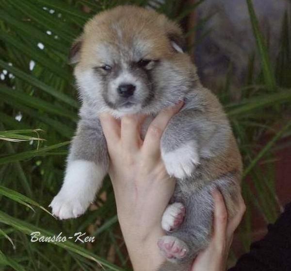 Akita inu miko - miko 26 dage billede 4