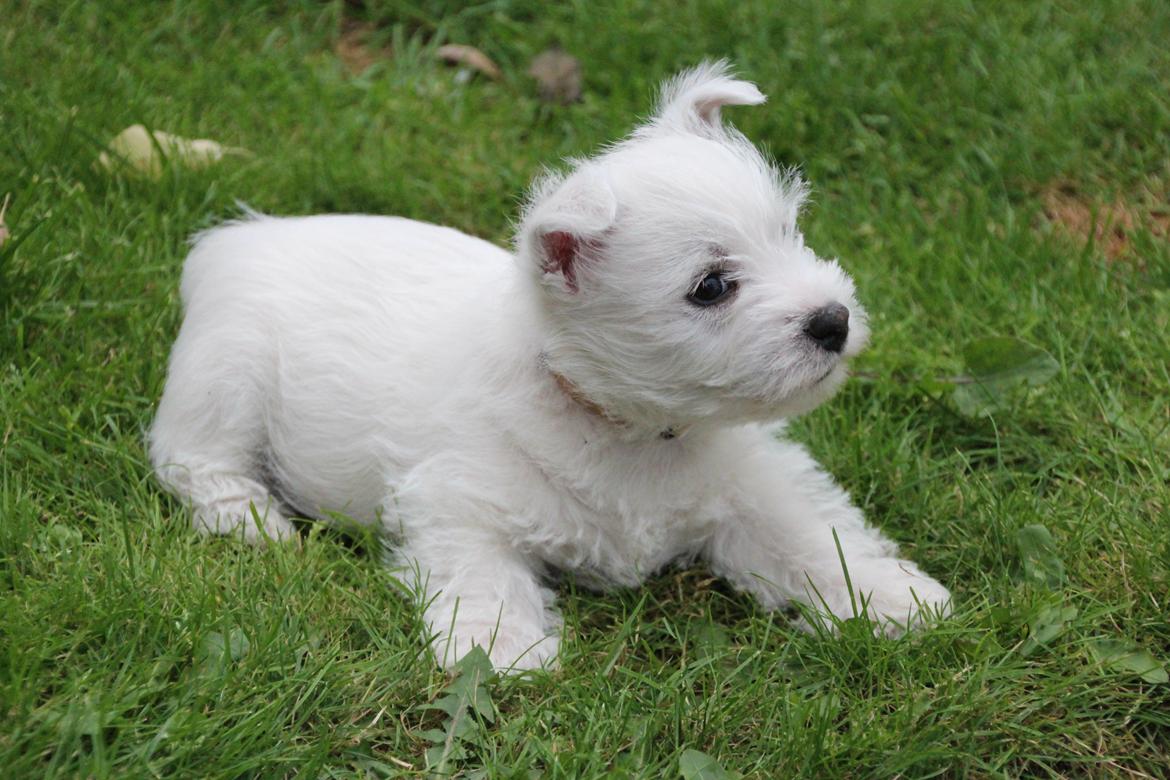 West highland white terrier Tacco billede 1