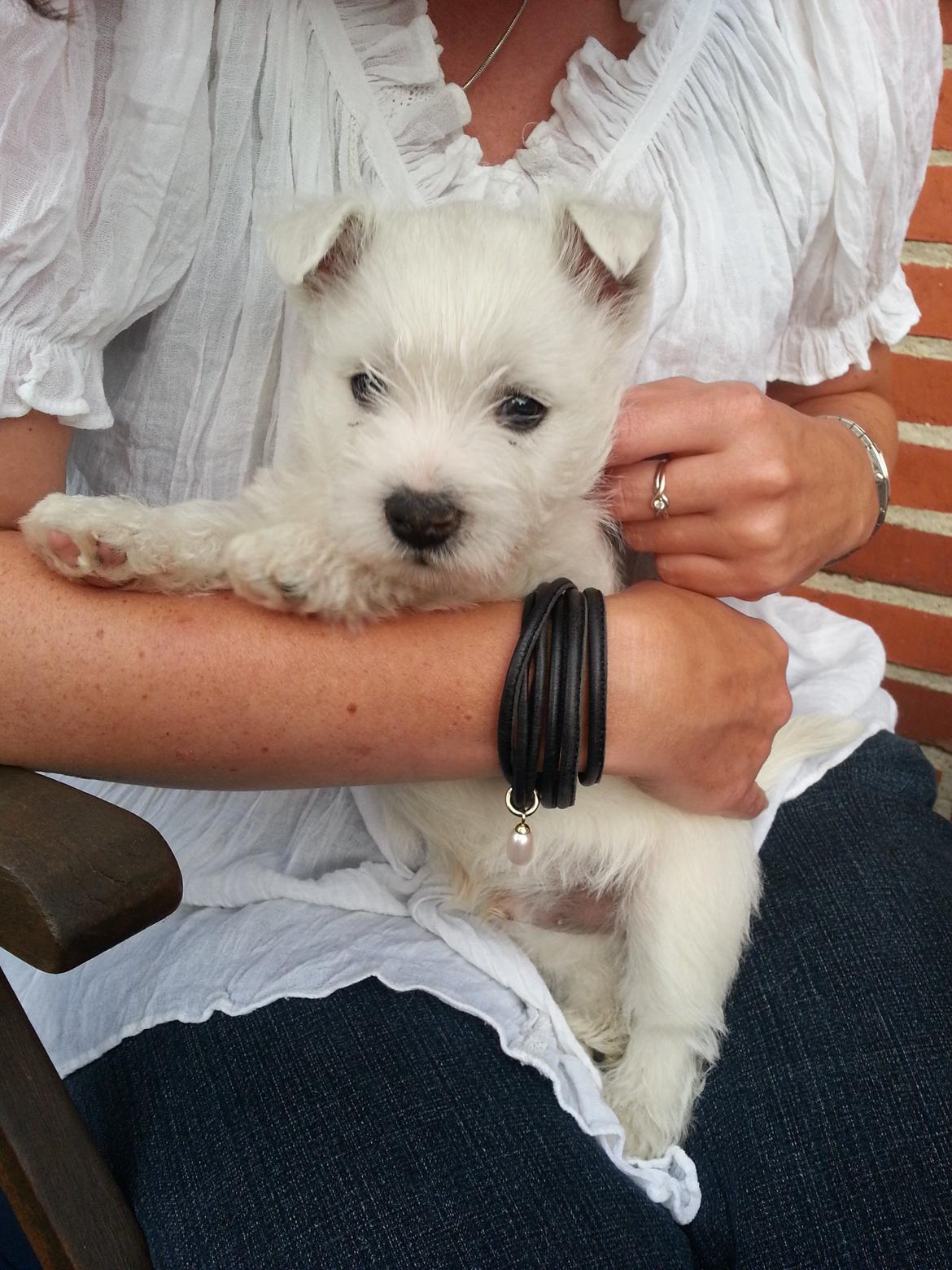 West highland white terrier Tacco billede 2