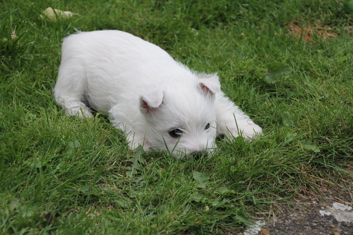 West highland white terrier Tacco billede 3