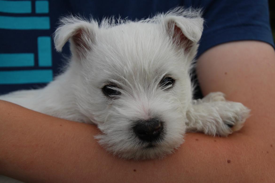 West highland white terrier Tacco billede 4