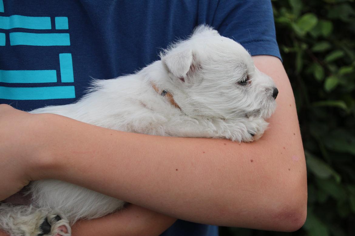 West highland white terrier Tacco billede 5