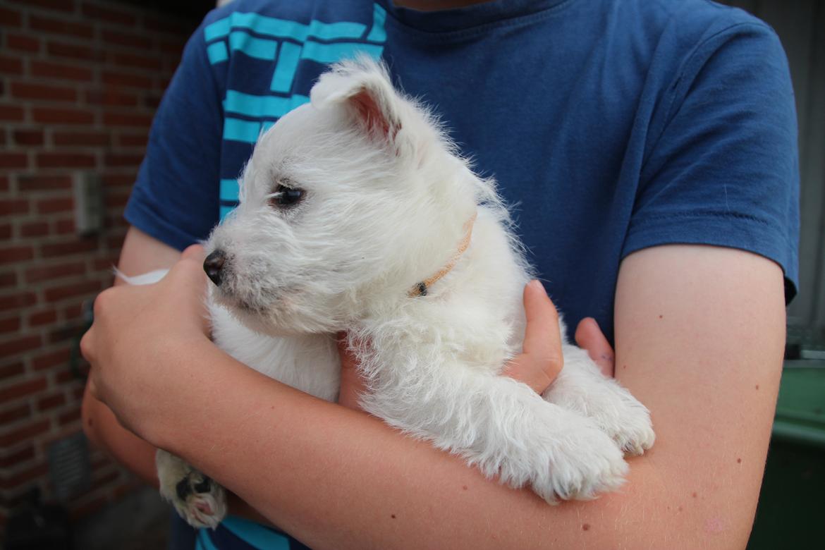 West highland white terrier Tacco billede 6