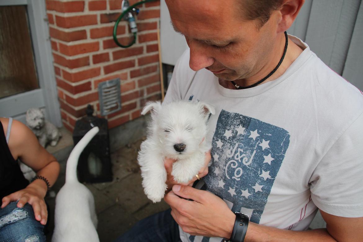 West highland white terrier Tacco billede 7