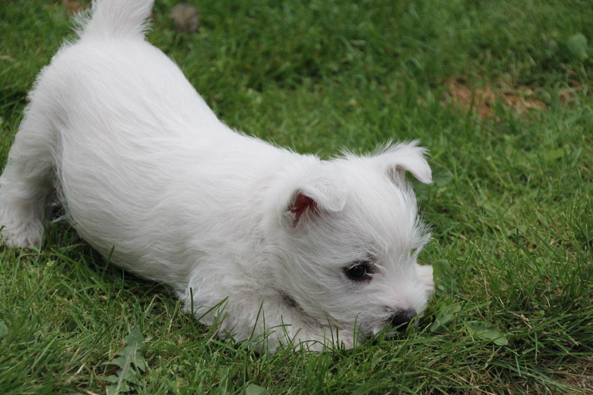 West highland white terrier Tacco billede 8