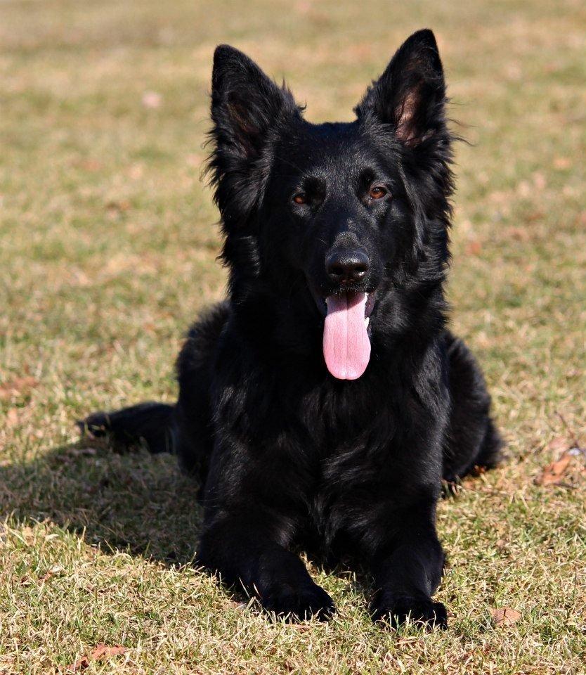 Schæferhund Dina billede 18