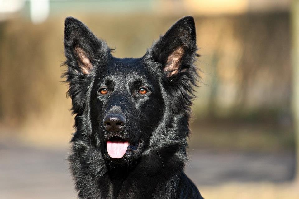 Schæferhund Dina billede 17