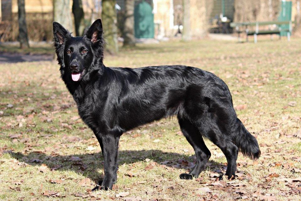 Schæferhund Dina billede 19