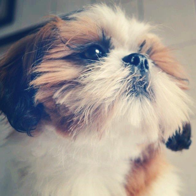 Shih tzu Bobo billede 6