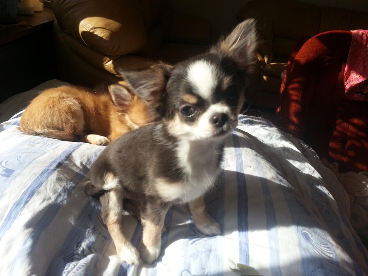 Chihuahua LabellosChis Dancing Vienetta billede 1