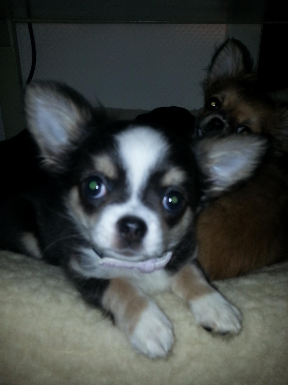 Chihuahua LabellosChis Dancing Vienetta billede 3