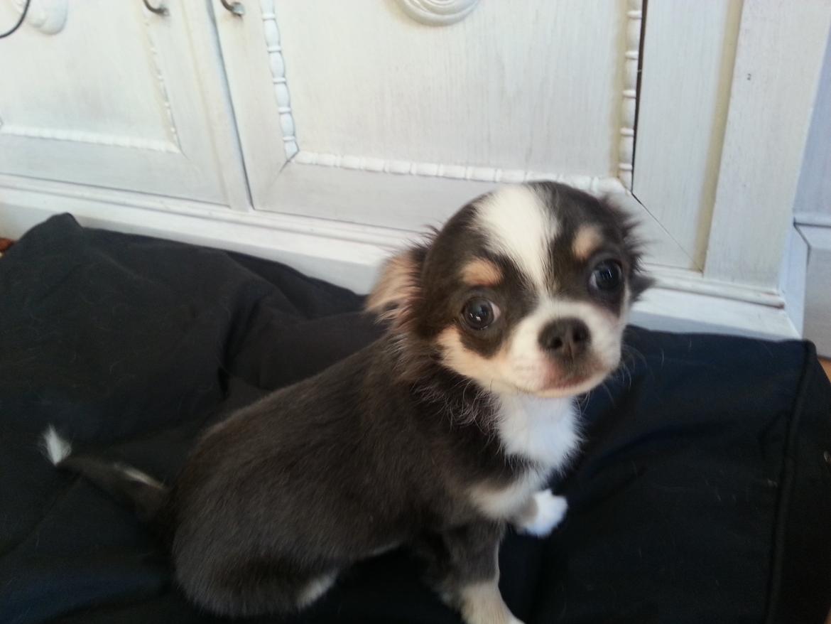 Chihuahua LabellosChis Dancing Vienetta billede 2