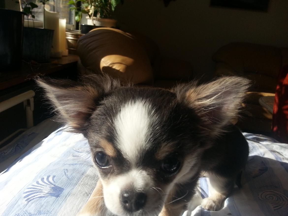 Chihuahua LabellosChis Dancing Vienetta billede 4