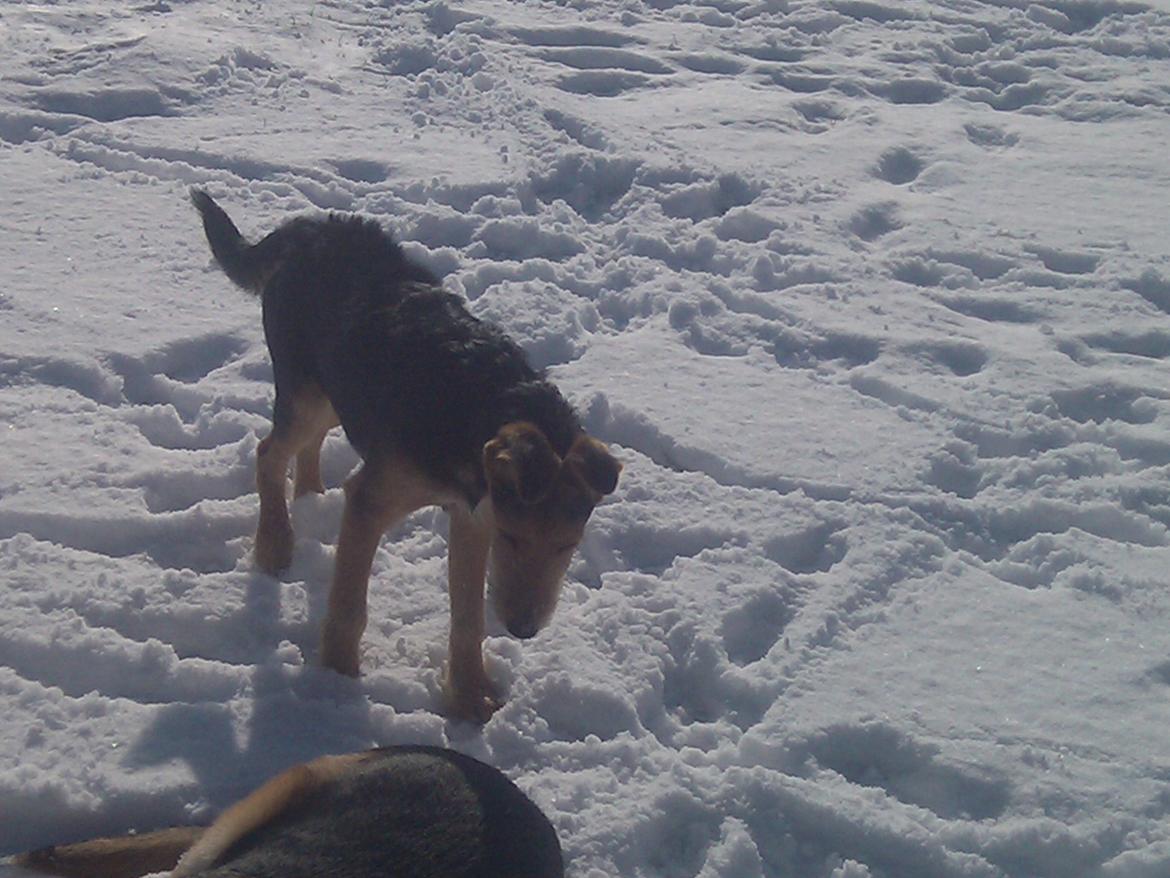 Blanding af racer pjevs (baby) billede 6